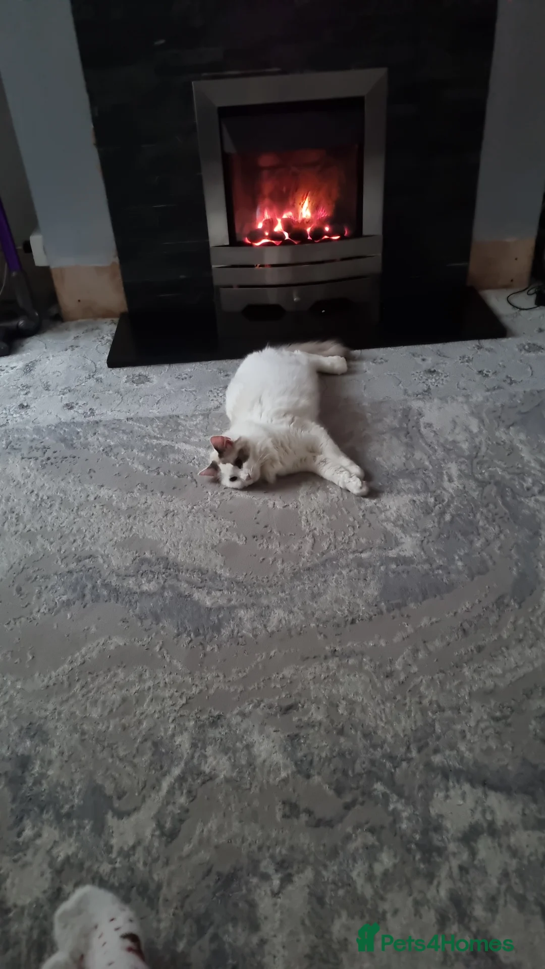 Ragdoll cats for sale: Boy kitten - Advert 3