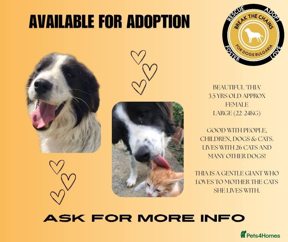 Mixed Breed dogs Thia, approx 15 mnths old. Available for adoption  - Advert 2