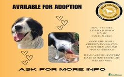 Mixed Breed dogs for adoption: Thia, approx 15 mnths old. Available for adoption  - Image 1