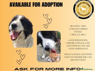 Mixed Breed dogs - Advert 19