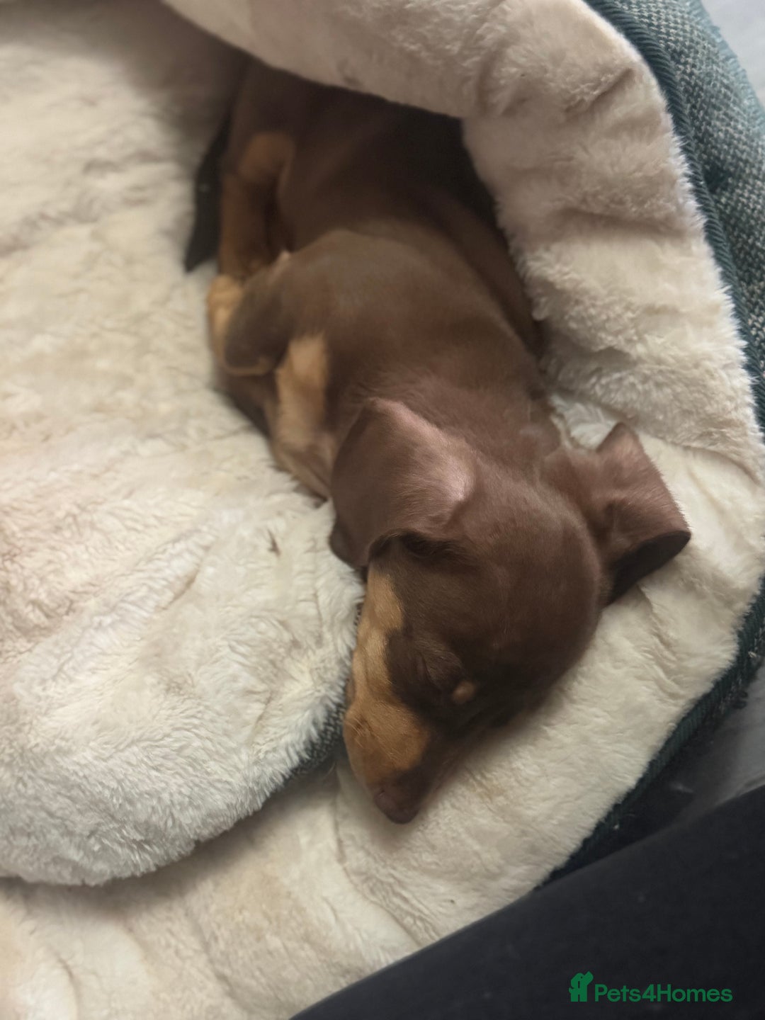 Dachshund dogs for sale: Dachshund  - Advert 4