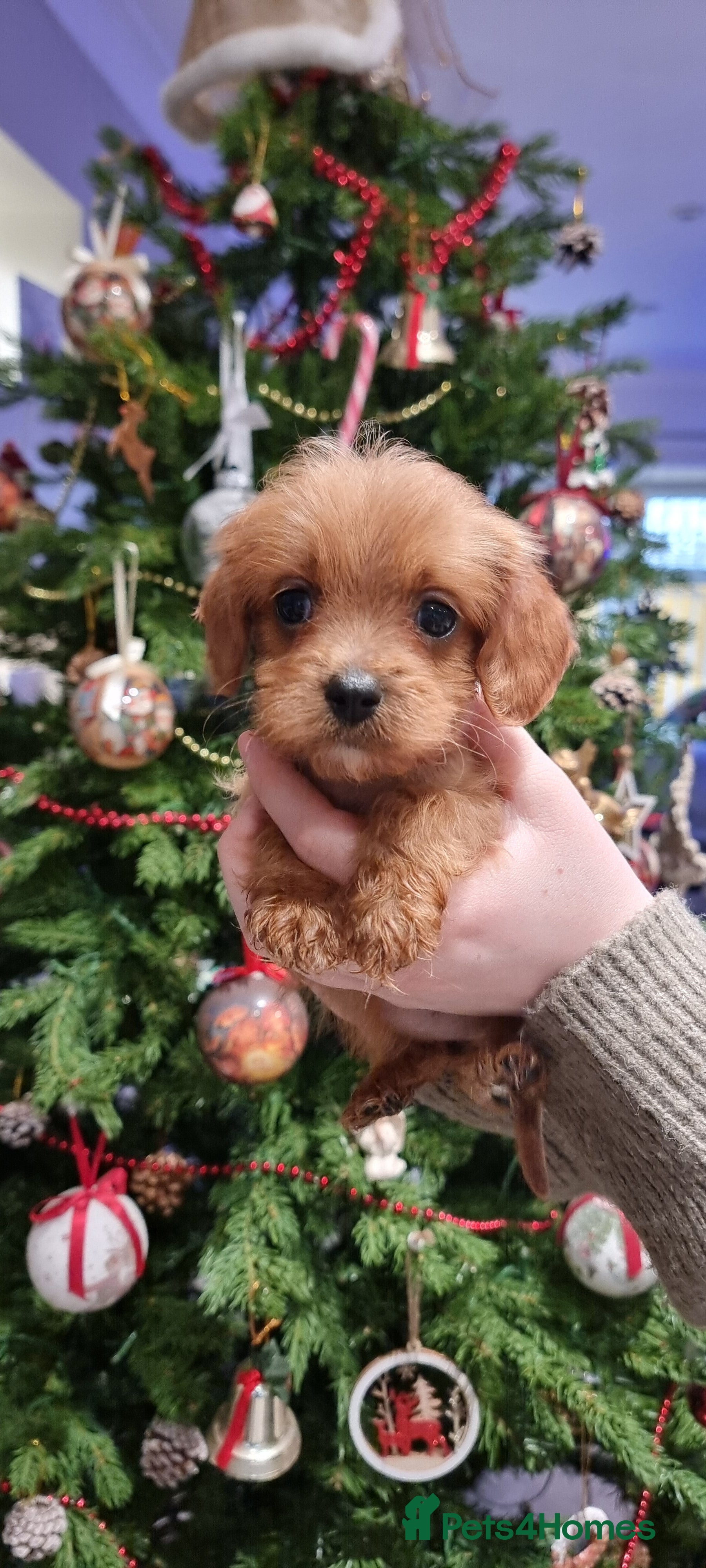 Cavapoo dogs Stunning f1 toy cavapoo girls - Advert 11