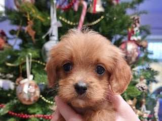 Cavapoo dogs Stunning f1 toy cavapoo girls - Advert 11