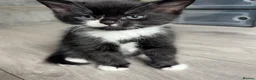 Mixed Breed cats for sale: Ragdoll cross kittens  - Advert 4