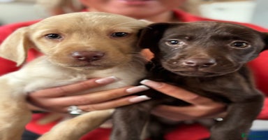 Labrador Retriever dogs - Advert 7