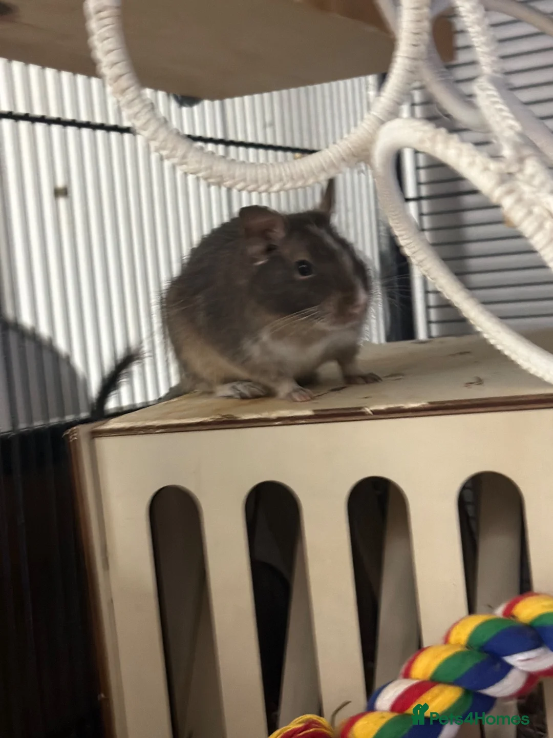 Degus rodents for sale: Two stunning male degus (ochre and slate)  - Advert 2