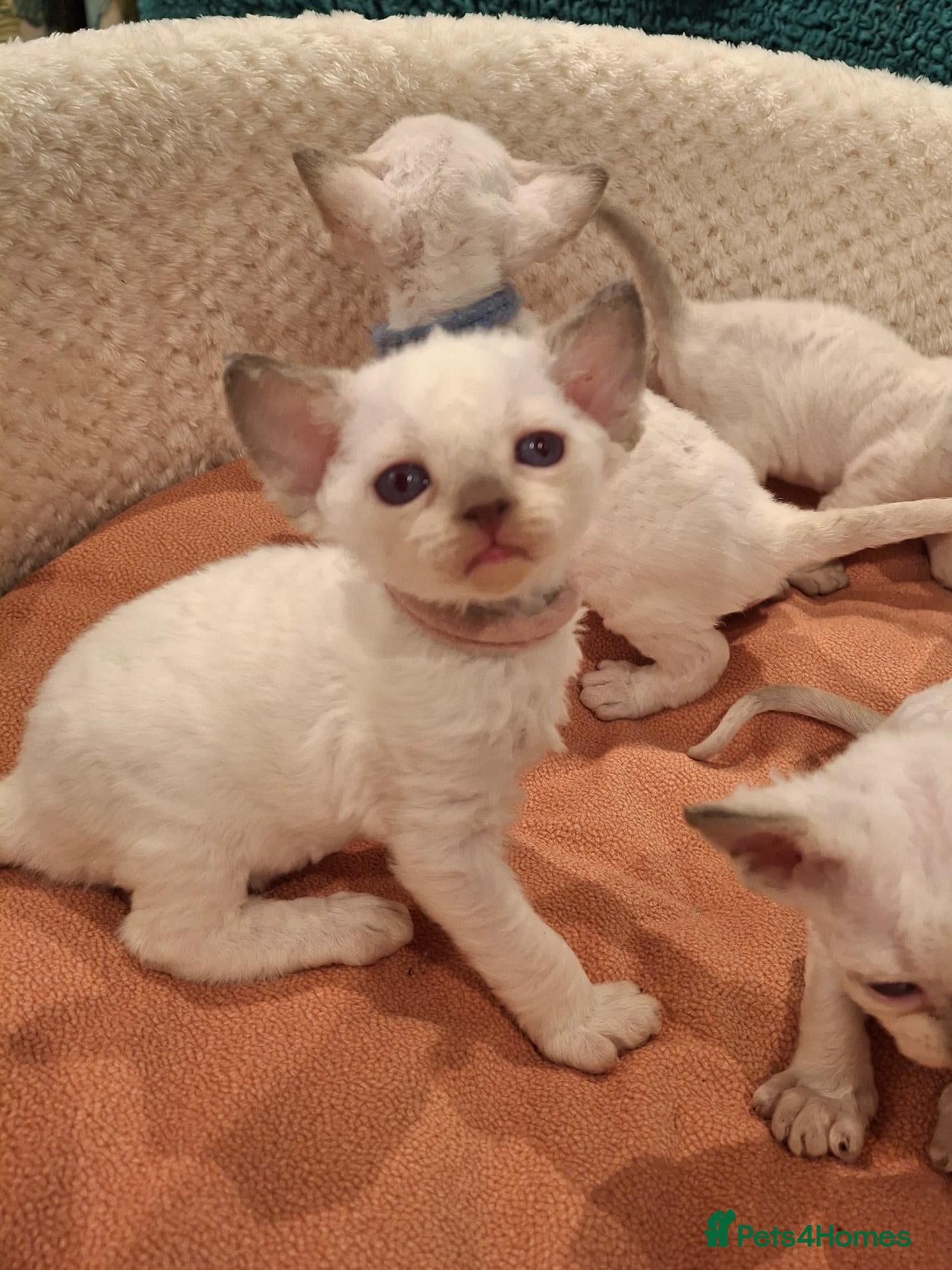 Devon Rex cats Devon rex kittens FIFE registered/spayed - Advert 2