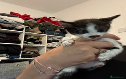 Domestic Shorthair cats for sale: Domestic short hair kittens  - Image 2