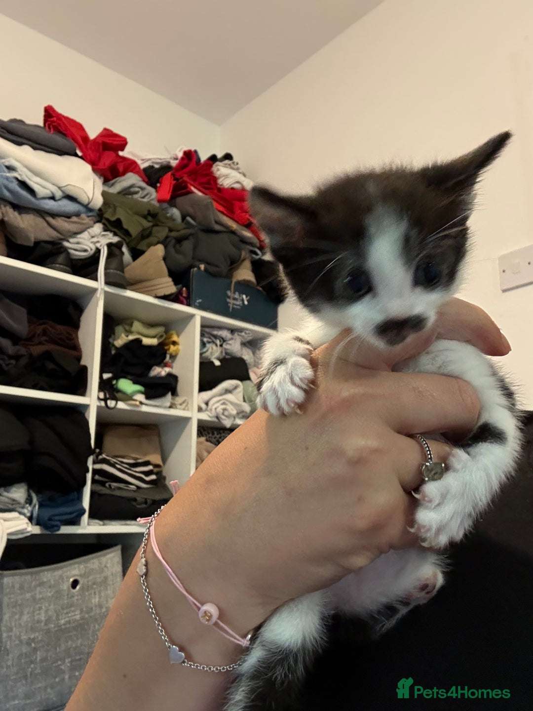 Domestic Shorthair cats for sale: Domestic short hair kittens  - Image 2