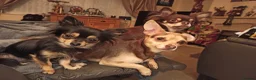 Chihuahua dogs for sale: Lovely Toto - Advert 5
