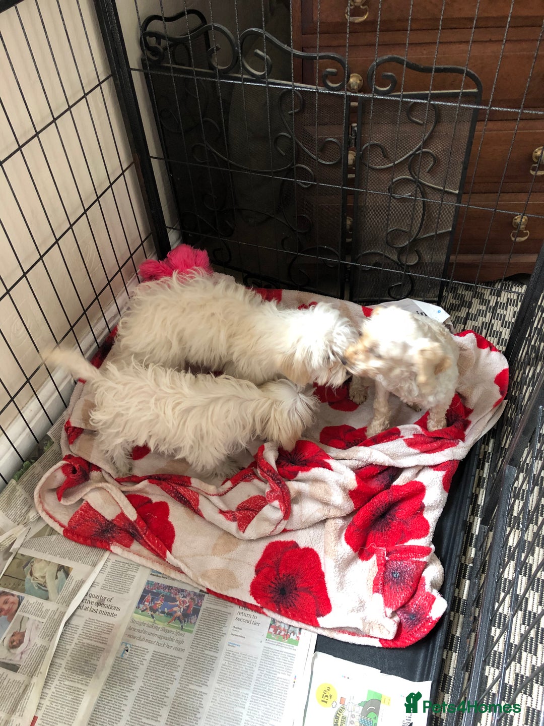 Maltipoo dogs for sale: maltipoo puppies for sale  - Image 16