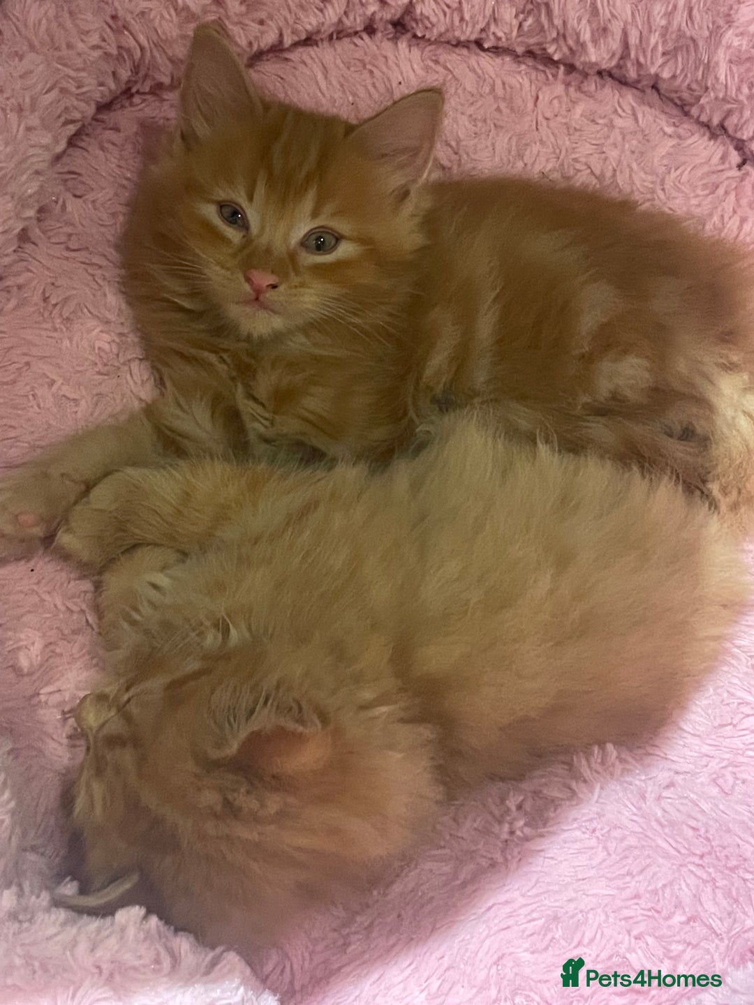Mixed Breed cats for sale: Ready to go 29th oct  - Image 3