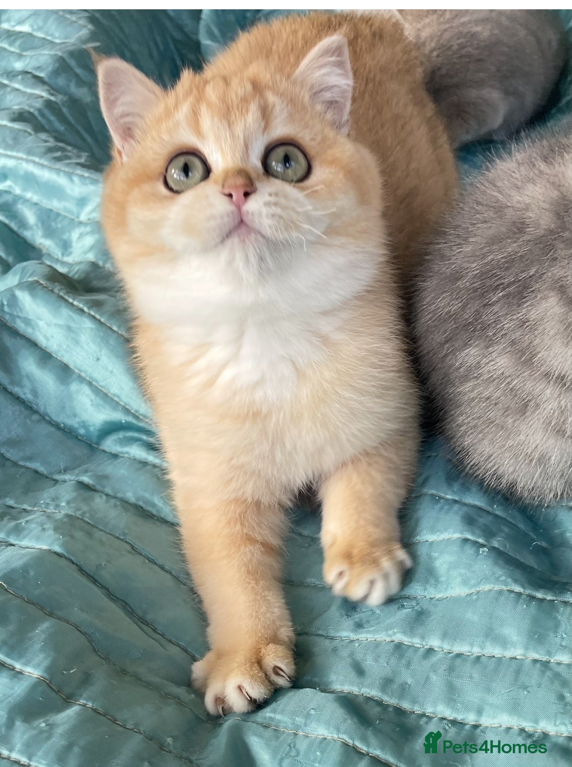 British Shorthair cats Beautiful golden British shorthair  - Advert 2