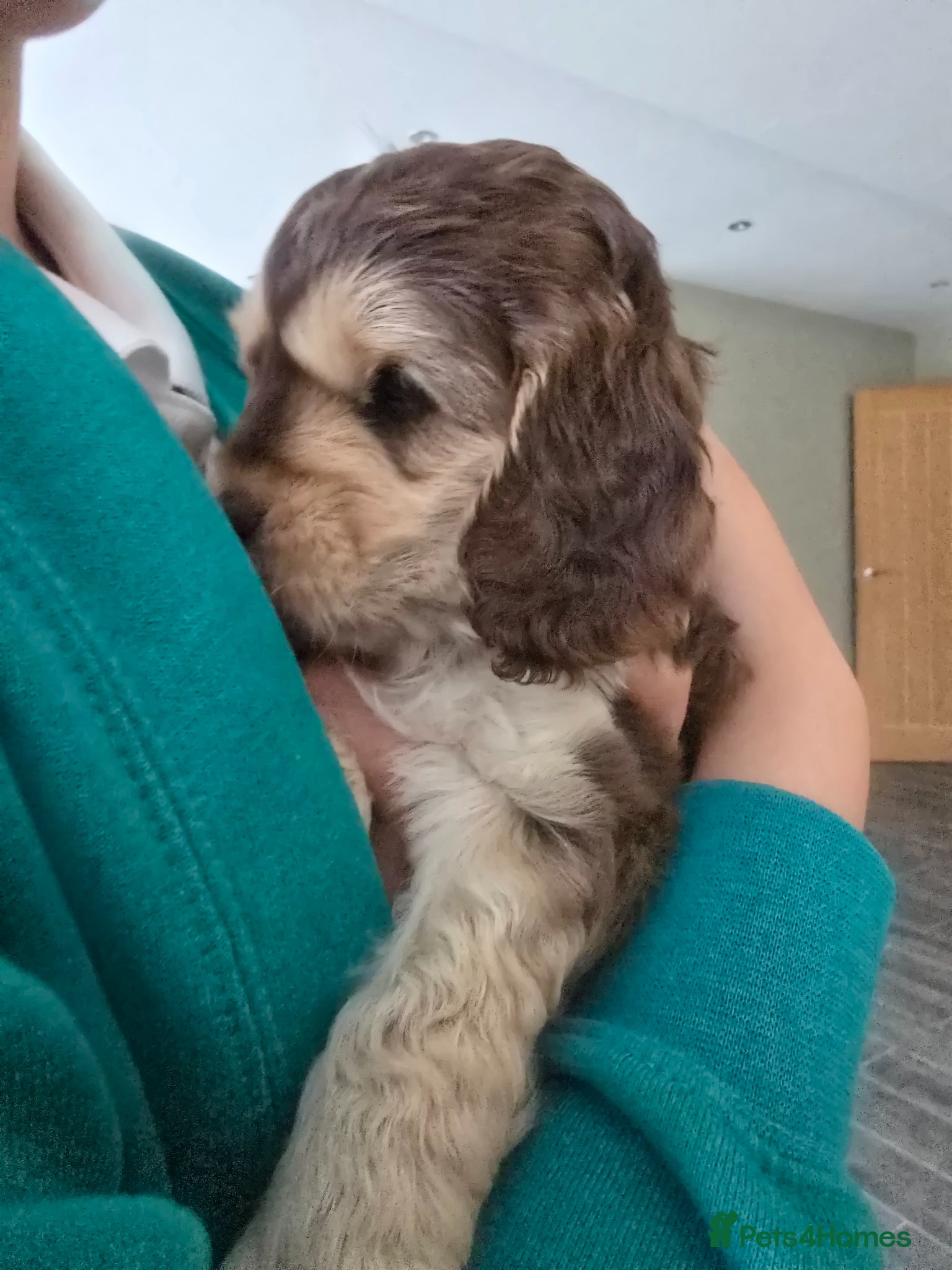 Cockapoo dogs SHOW F1 cockapoos licensed breeder  - Advert 2