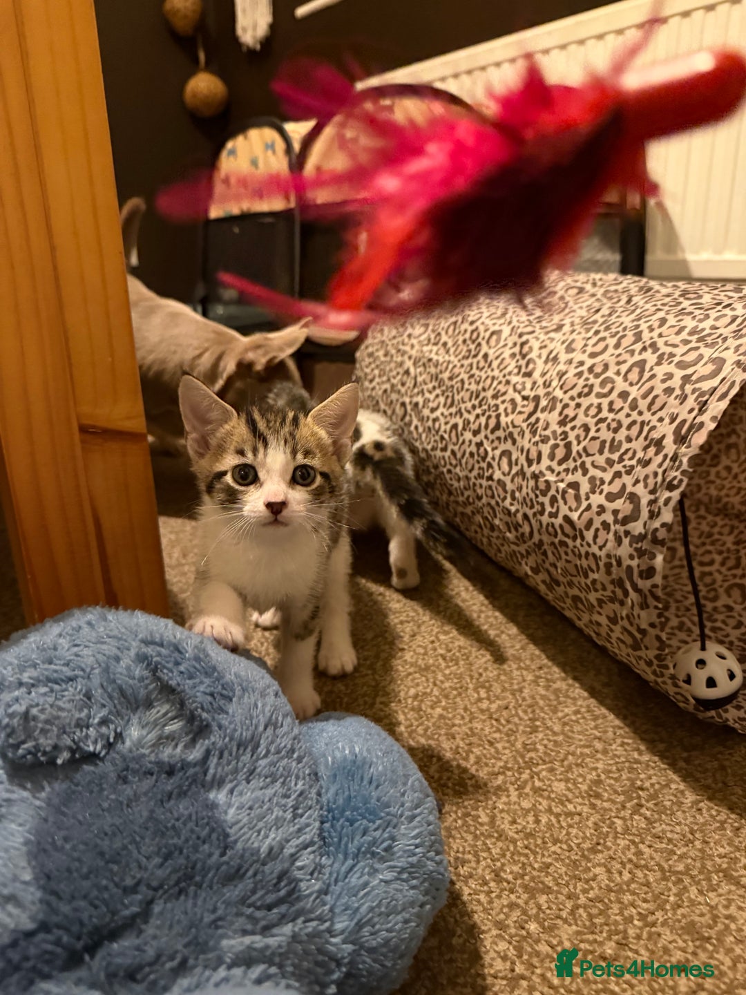 Domestic Shorthair cats for sale: Family-Raised Kittens, Friendly, Playful Ready Now - Image 39