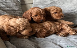 Cockapoo dogs for sale: Beautiful Red F1B Cockapoo puppies  - Image 24