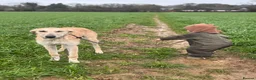 Lurcher dogs for sale: Gorgeous Lurcher  in Chippenham - Advert 4