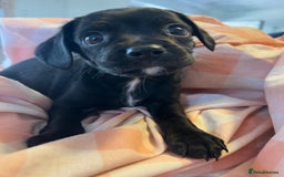 Cavalier King Charles Spaniel dogs for sale: Cavalier , King Charles/ Jack Russel Puppies - Image 11