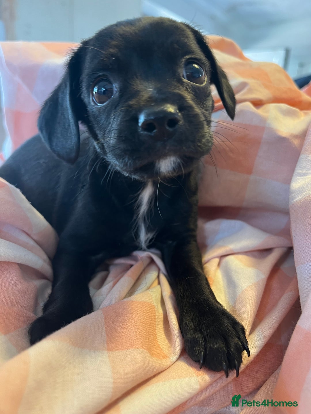 Cavalier King Charles Spaniel dogs for sale: Cavalier , King Charles/ Jack Russel Puppies - Image 11