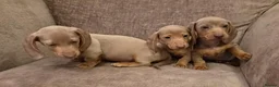 Miniature Dachshund dogs for sale: Isabella miniature dachshund puppies  - Advert 9
