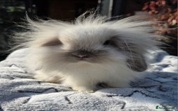 Mini Lion Lop rabbits for sale: Mini lop lops - Image 5