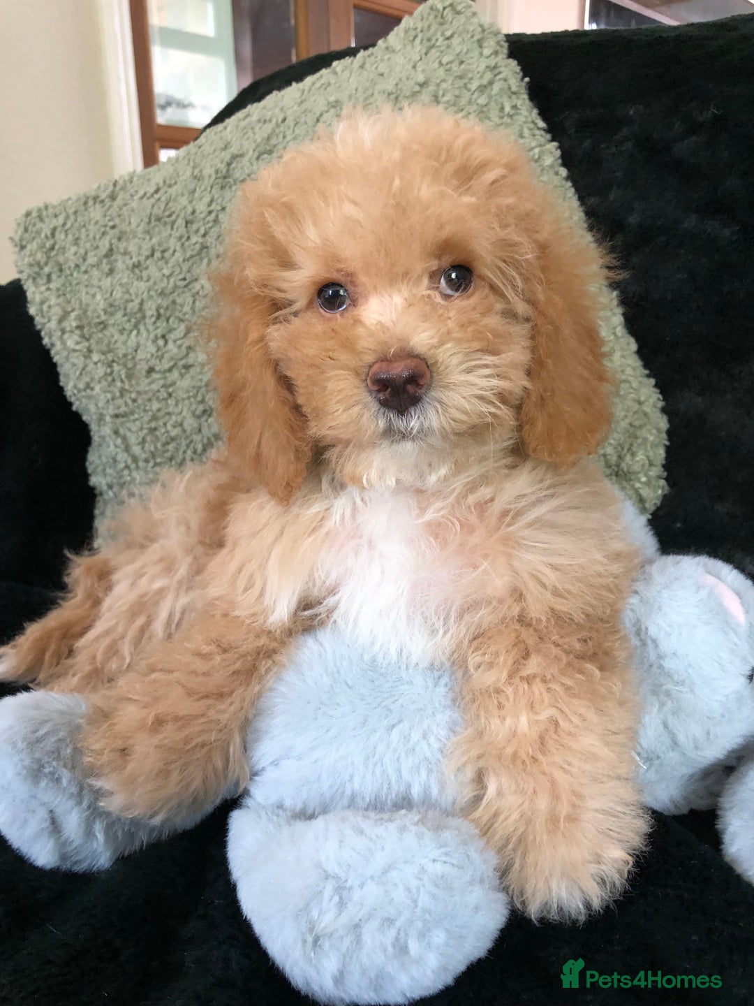 Mixed Breed dogs for sale: shihtzu x toy poodle puppies for sale - Image 32