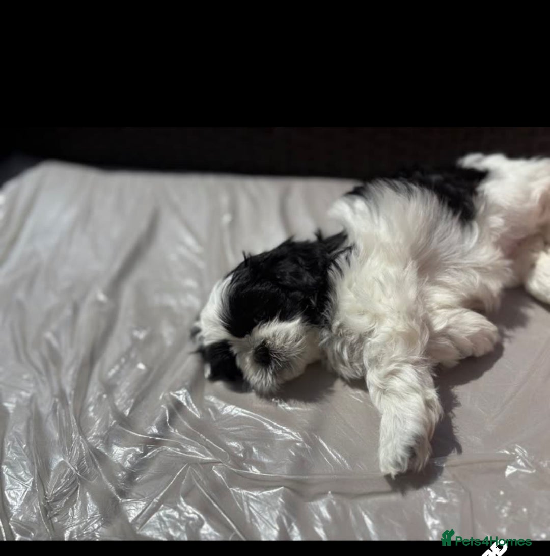 Shih Tzu dogs for sale: Puppies Shih tzu  in Peterborough - Image 7