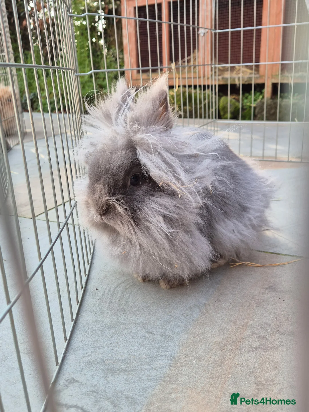 Lionhead rabbits for sale: Pure bred lionhead rabbit in Worcester - Advert 1