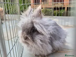 Lionhead rabbits Pure bred lionhead rabbit - Advert 1