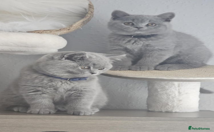 British Shorthair cats - Advert 2