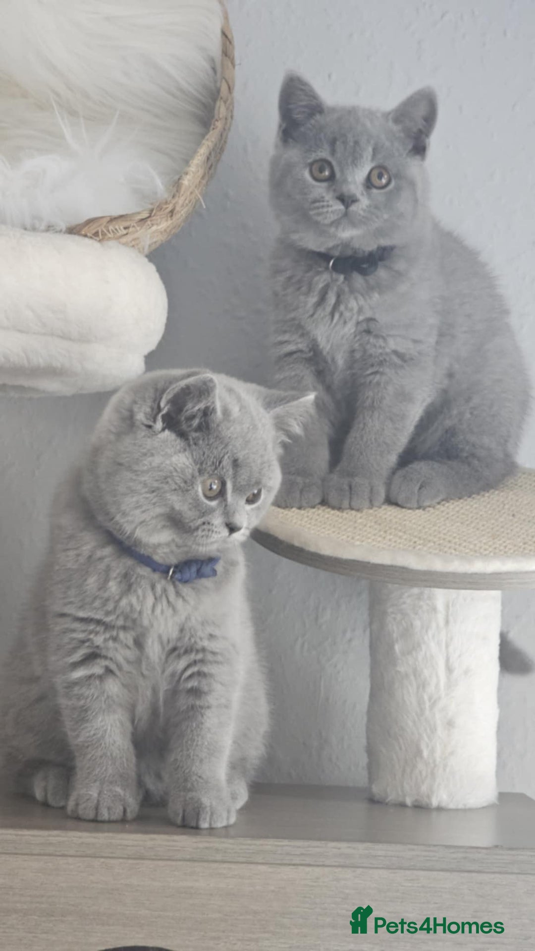 British Shorthair cats for sale: (READY NOW) Show Quality Champions 🥇🏆BSH GCCF - Image 11