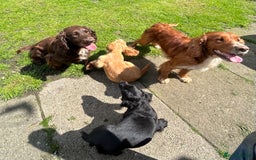 Sprocker dogs for sale: Sprocker puppies mixed litter  - Image 8