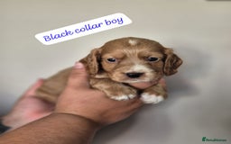 Cocker Spaniel dogs for sale: Beautiful litter of working type cocker spaniels - Image 6