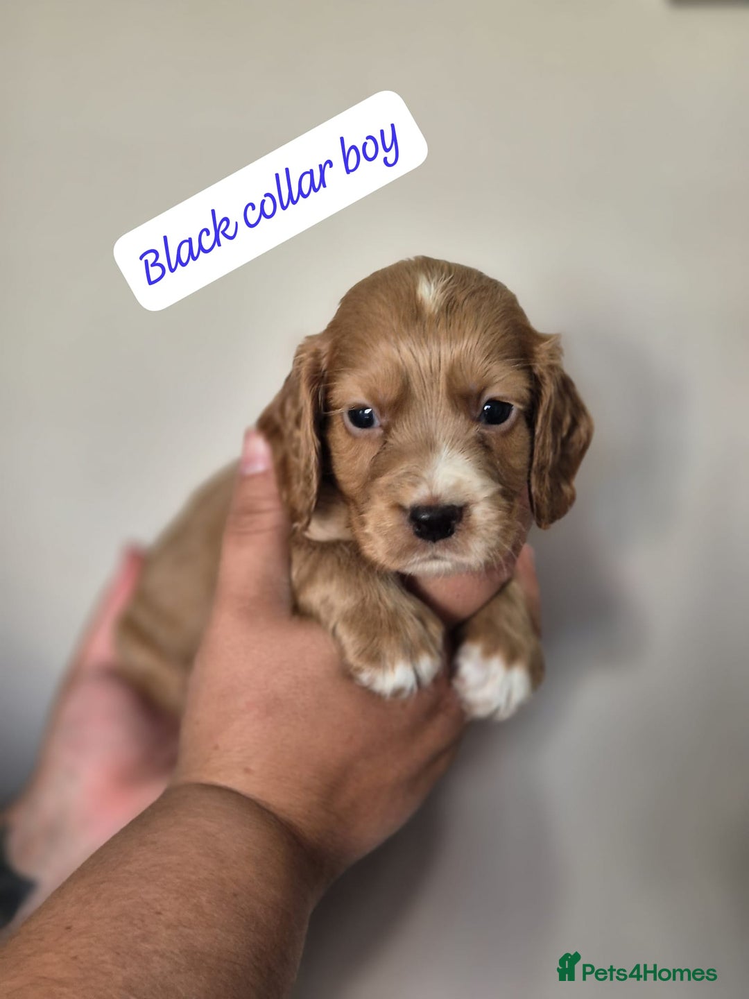 Cocker Spaniel dogs for sale: Beautiful litter of working type cocker spaniels - Image 6