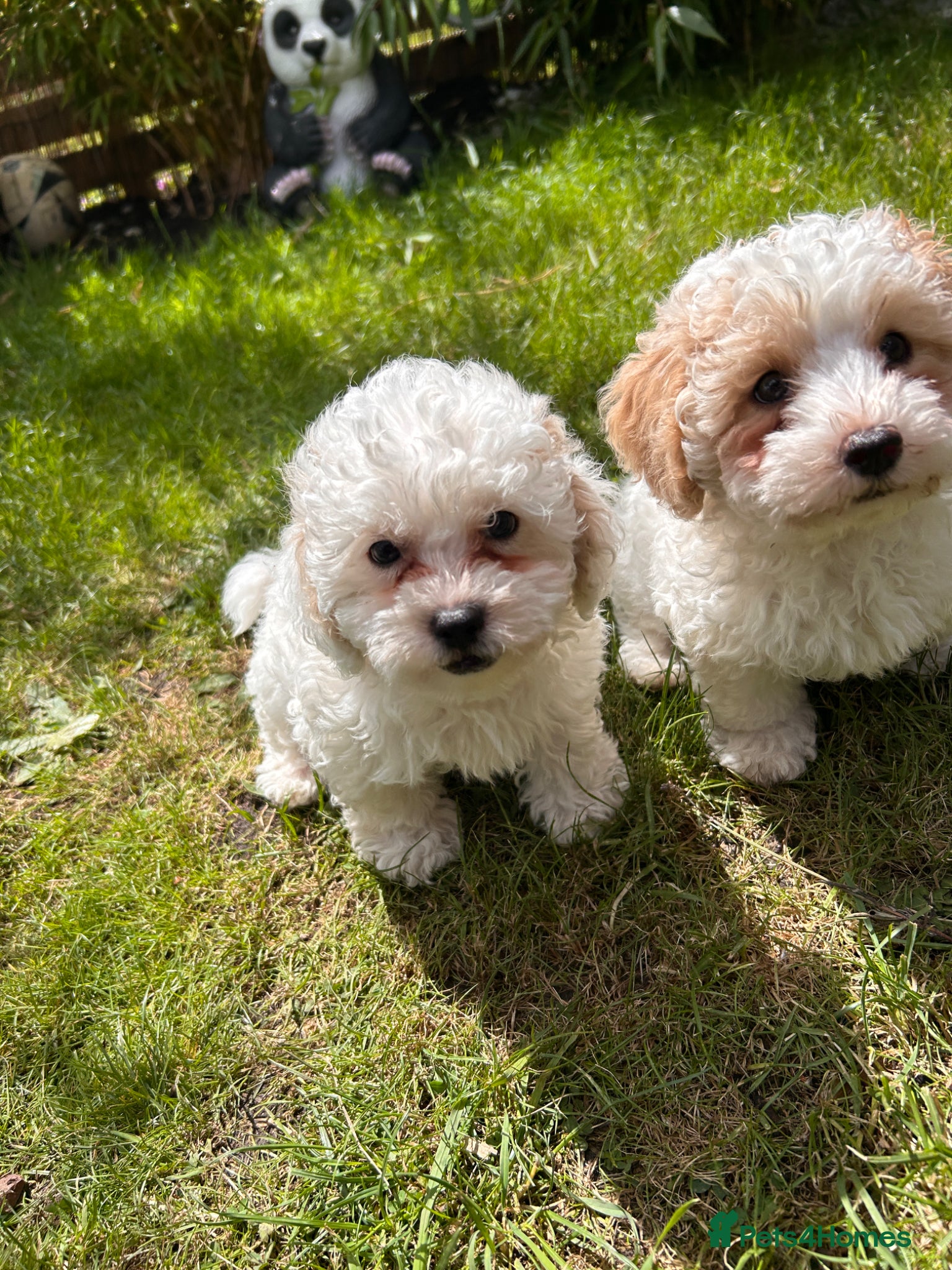 Shihpoo dogs ❤️Beautiful Shihpoos Available❤️🐶 - Advert 1