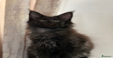 Maine Coon cats - Advert 16