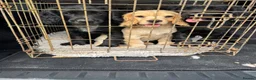 Cocker Spaniel dogs for sale: 2 Beautiful Working Cocker Spaniel Boys - Advert 3