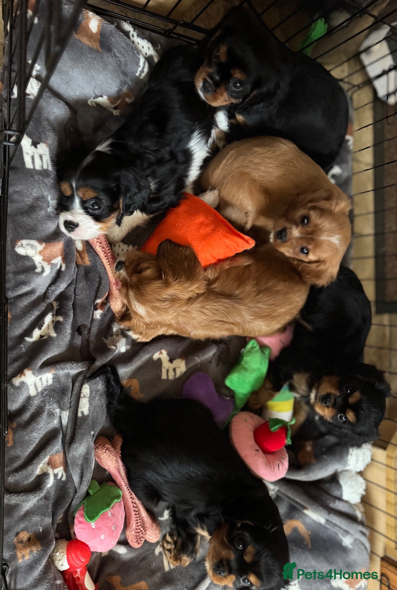 Cavalier King Charles Spaniel dogs Choc & Tan carriers - CKC Spaniel Puppies - Advert 6