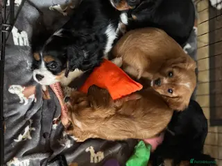 Cavalier King Charles Spaniel dogs Choc & Tan carriers - CKC Spaniel Puppies - Advert 6
