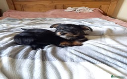 Mixed Breed dogs for sale: 💞 Beautiful Yorkie Russel Puppies 💞 - Image 17