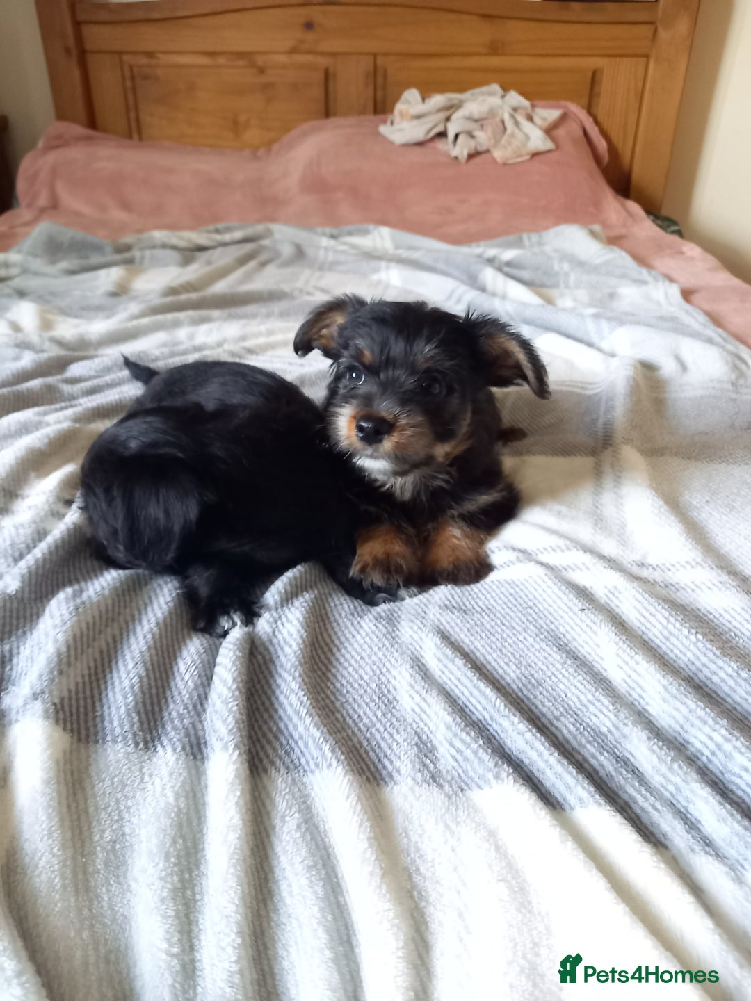 Mixed Breed dogs for sale: 💞 Beautiful Yorkie Russel Puppies 💞 - Image 17