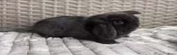 Mini Lop rabbits for sale: MINI LOP BUNNIES - PEDIGREE  - Advert 5