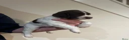 English Springer Spaniel dogs for sale: Well bred springer pups  - Advert 5