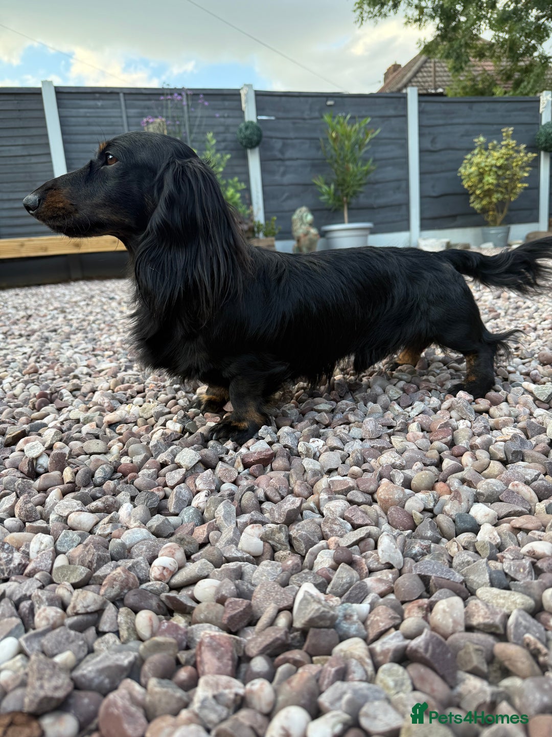 Miniature Dachshund dogs for stud: Black and Tan brindle - Miniature longhair STUD in Manchester - Advert 6