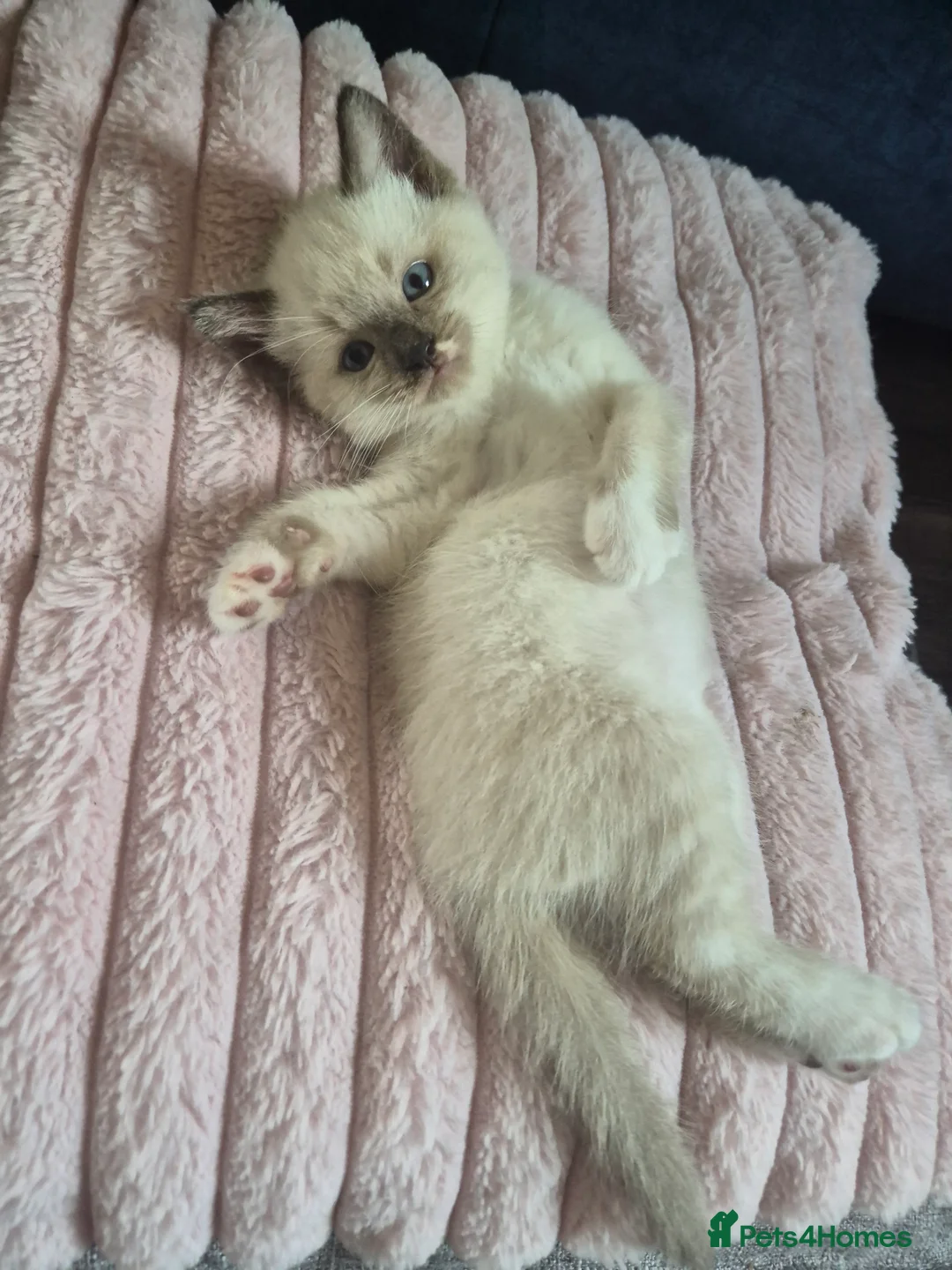 Ragdoll cats for sale: Ragdoll Kittens  - Advert 20