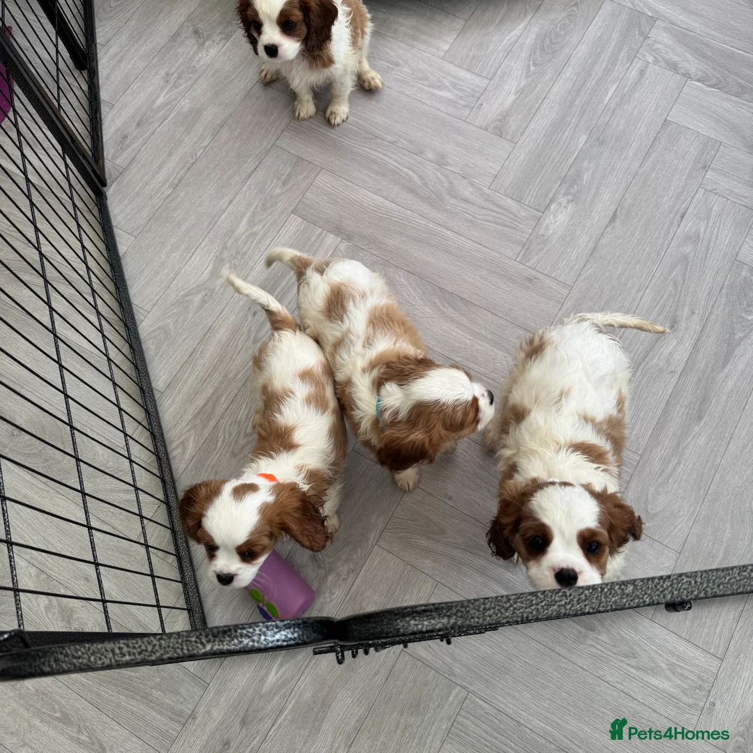 Cavalier King Charles Spaniel dogs for sale: Stunning cavalier King Charles puppies  - Advert 5