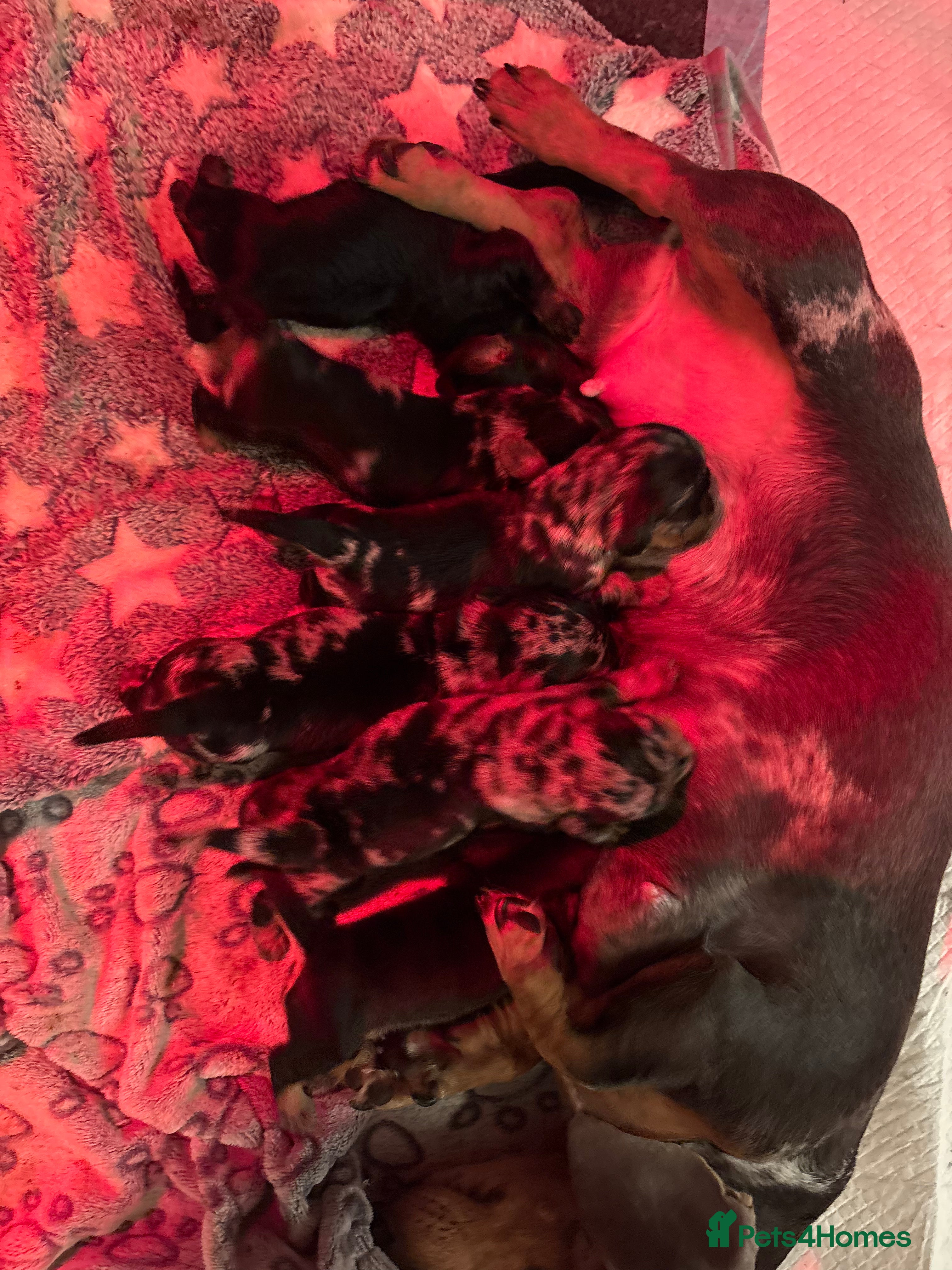 Miniature Dachshund dogs 6 beautiful miniature dachshunds puppies for sale - Advert 18