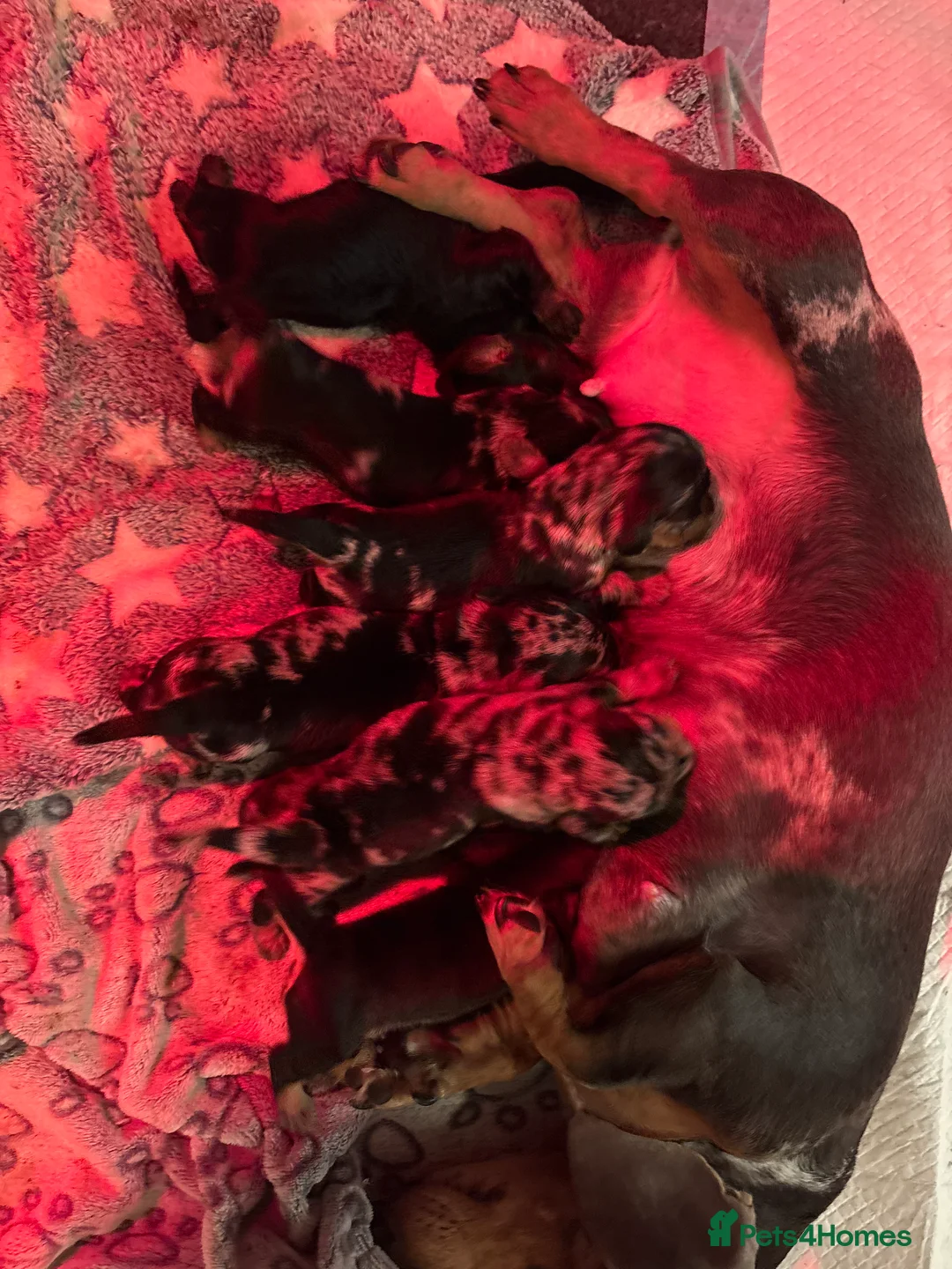 Miniature Dachshund dogs for sale: 6 beautiful miniature dachshunds puppies for sale in Kettering - Advert 1