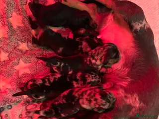 Miniature Dachshund dogs 6 beautiful miniature dachshunds puppies for sale - Advert 18