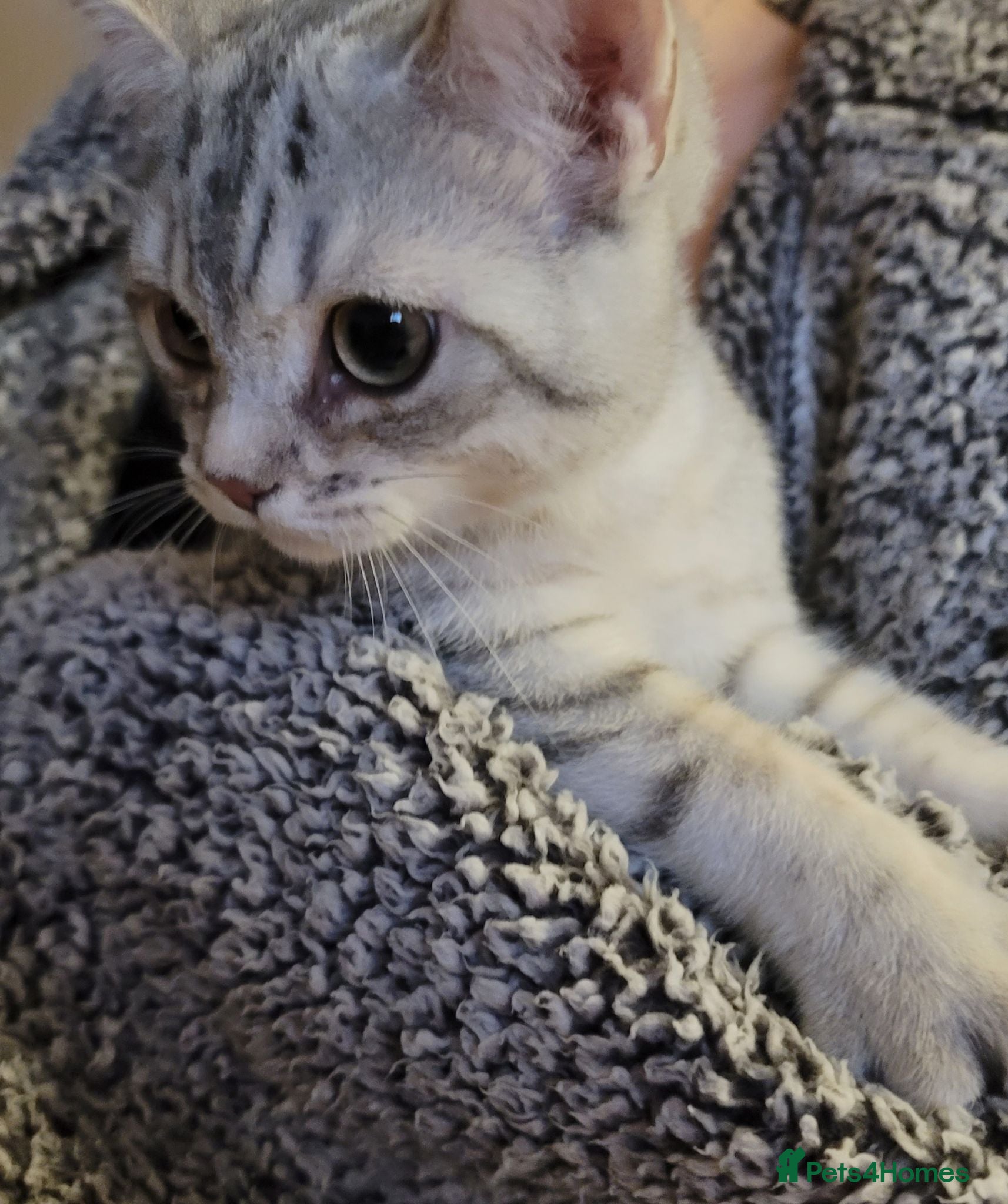 British Shorthair cats Beautiful kittens – 2 Boys Ready Now  - Advert 2